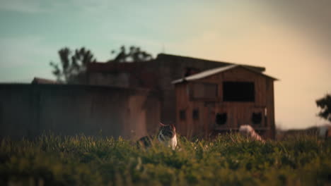 aegean cat in animal shelter with a wooden cattery and a dog in the background