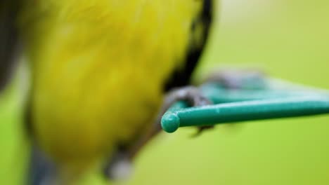 macro cinematográfica en cámara súper lenta hd de los pies y las piernas de un pájaro en un comedero para pájaros