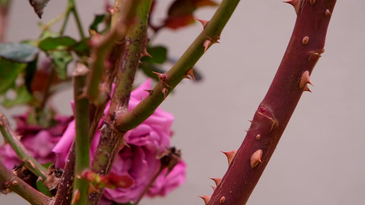 Nærbillede, der tipper ned og viser skarpe torne på stilken af en rosenbusk