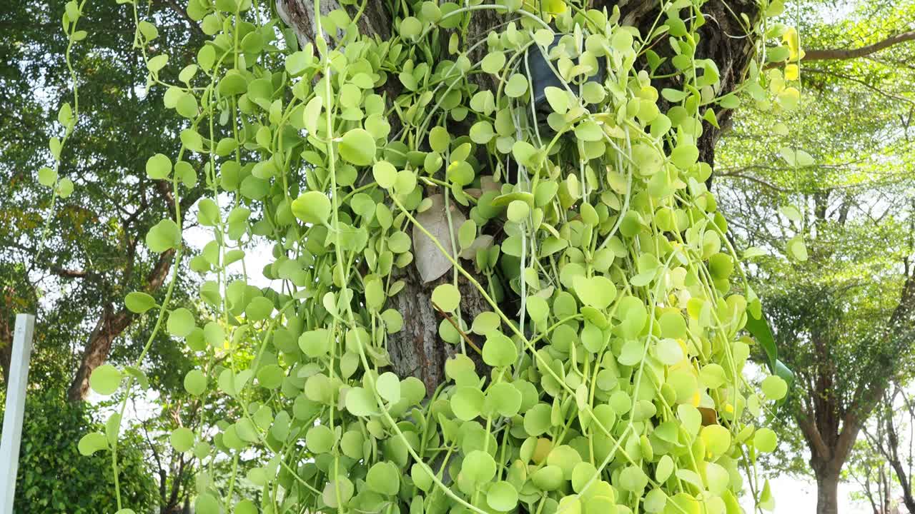 잎과 가지는 바람에 부드럽게 흔들립니다.