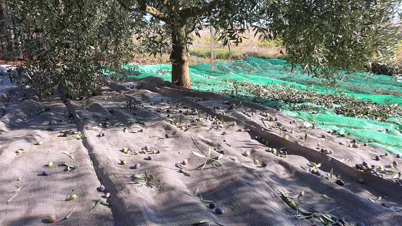 temporada de cosecha de aceitunas, sacudir las ramas de los árboles con la herramienta de cosecha, las aceitunas caen en la red, dieta mediterránea