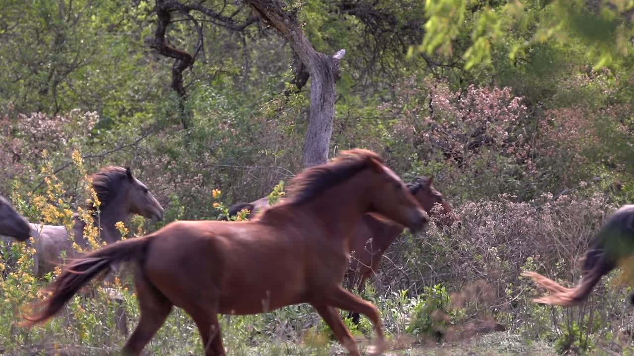 hermoso caballo corriendo. camara lenta. sony a6400