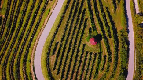 impresionantes imágenes aéreas 4k de drones de haloze, eslovenia