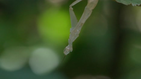 Close up shot of white Macro Mantis in Tambopata, Madre de Dios Region, Peru, in the peruvian amazon