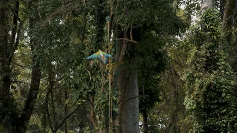 ara ambiguus, green macaw flying towards tree branch in slow-motion