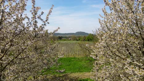 flying a drone through apple trees with blossom in maastricht, the netherlands