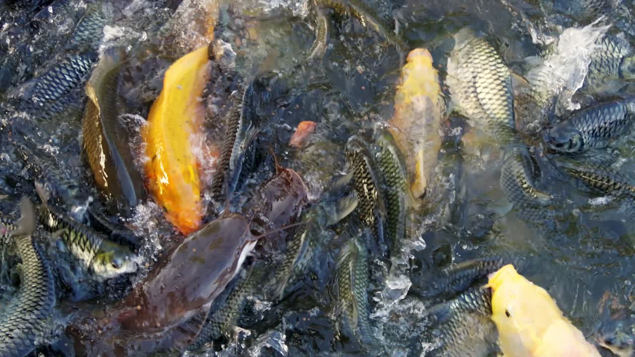 A vibrant scene capturing a lively group of fish feeding in a pond showcasing nature's beauty