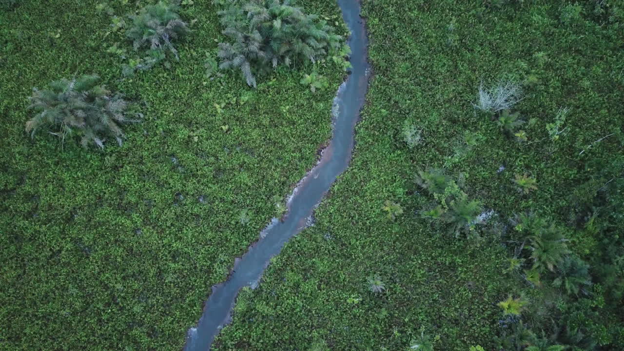 río que atraviesa la selva en el humedal de benín