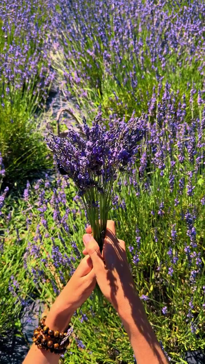 Mani che tengono un mazzo di lavanda appena tagliata in un campo fiorito. Mani con braccialetti di perline che tengono un fascio di fiori di lavanda raccolti nel campo.