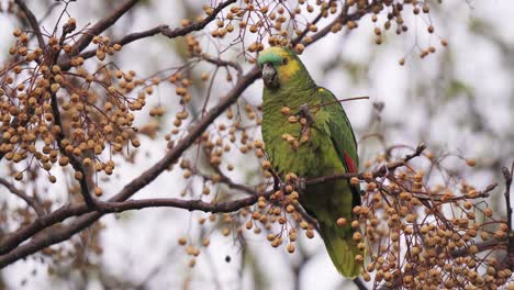 paisaje de vida silvestre de una amazona de fachada turquesa, amazona aestiva