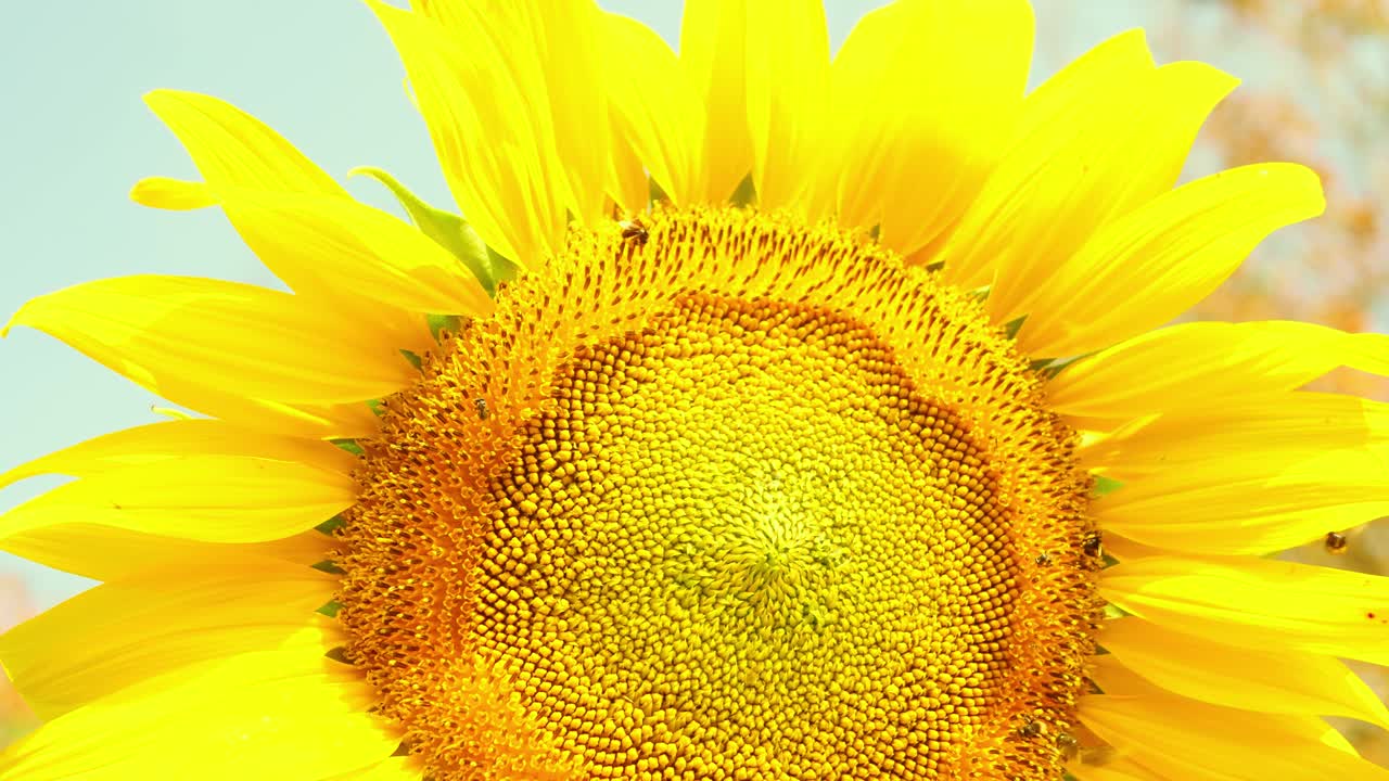 доброе утро, подсолнечник. красочное видео подсолнечника на фоне голубого неба.