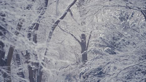 輕微的初雪覆蓋了無葉的樹枝 雜亂的樹冠