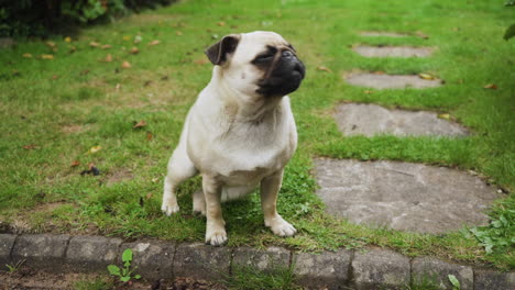 cute pug standing up and then sits down outside