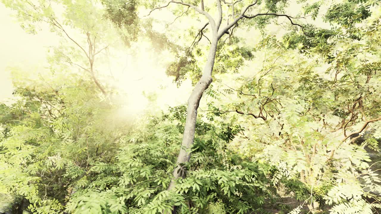 열대우림의 안개와  ⁇ 빛