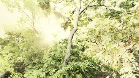 fog in the rain forest and sun ray