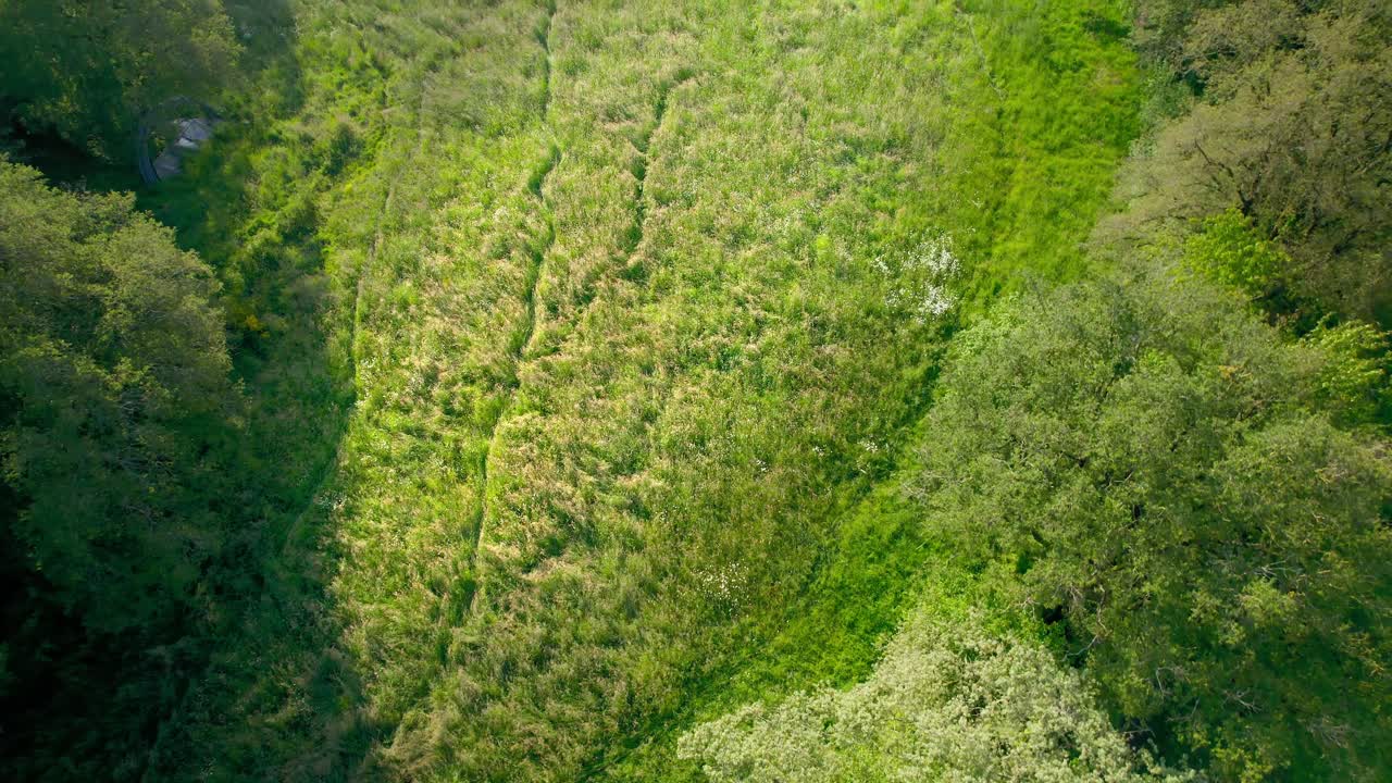 Aerial drone bird's eye view over overgrown meadow grasslands beside tall trees on Maine-et-Loire, France during morning time