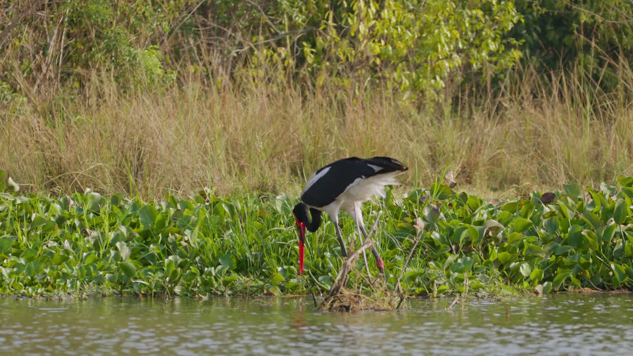 saddle billed stork (Ephippiorhynchus senegalensis) strides along the Nile riverbank in Uganda's Murchison Falls National Park, scanning wetland plants for prey with its long red peak