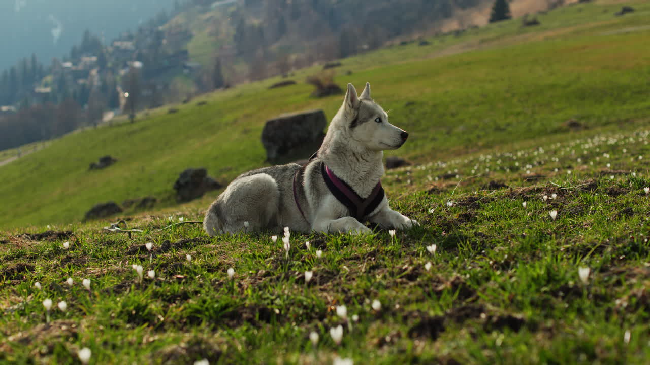 Majestic husky walking through an open alpine field at sunset, with breathtaking mountain views and