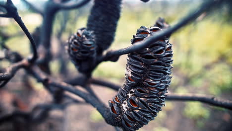 burnt tree in the forest of kurnell new south wales during daytime - slow motion