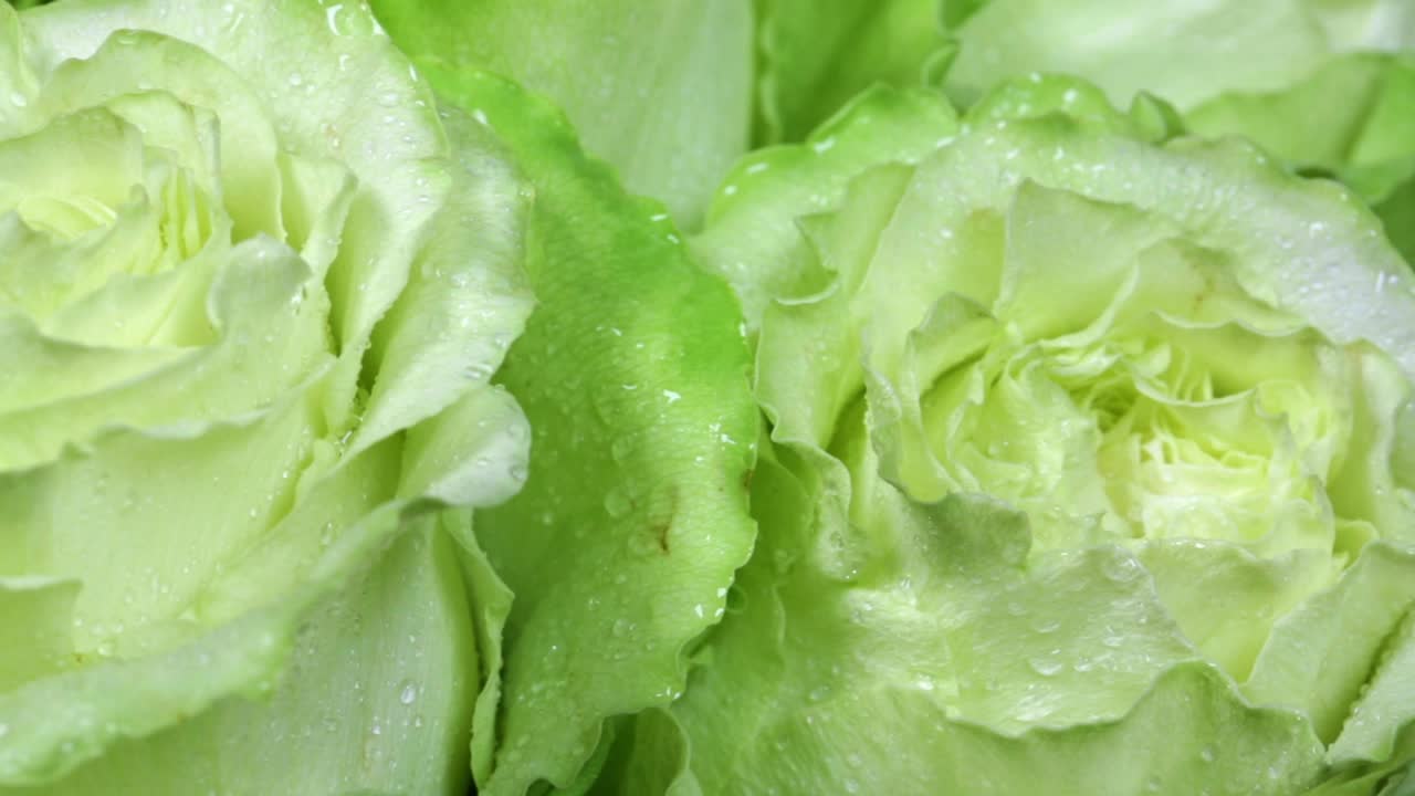 la flor de la rosa de cerca