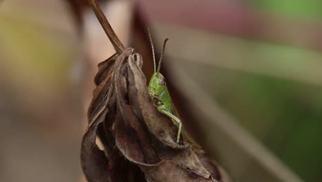 closeup of a green coloured grasshopper on a dry brown leaf