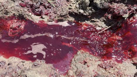 el agua roja corre a través del barro sucio de los bueyes muertos y sangrientos.