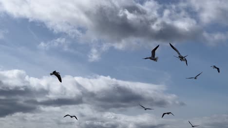 Seagulls-feeding-on-small-fish