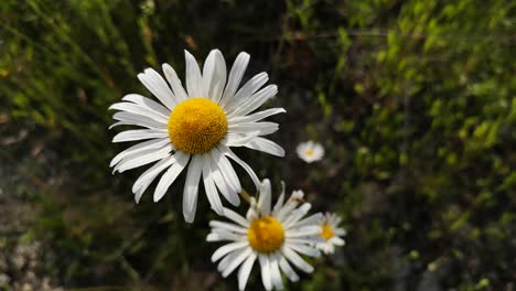 blooming leucanthemum vulgare flower