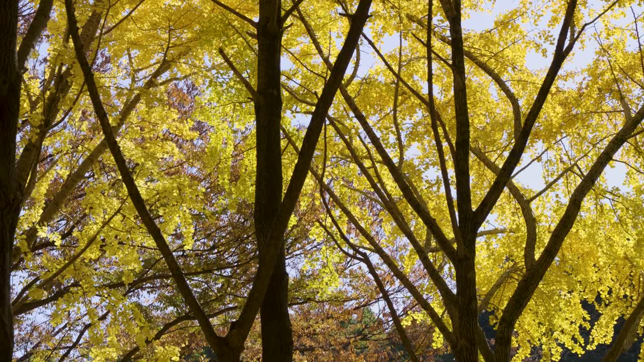 화려한 황색 가을 색상에 대한 놀라운 영화적 계시