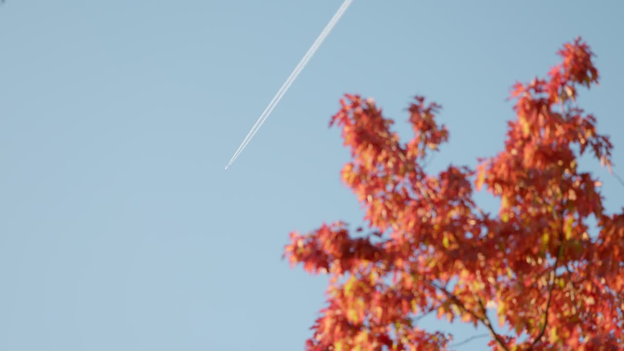 A high jet stream crosses the sky while soft orange autumn leaves frame the scene in dreamy focus, capturing the changing Canberra season.