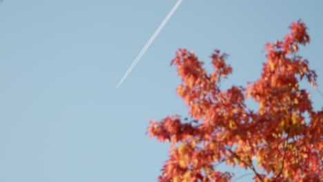 a high jet stream crosses the sky while soft orange autumn leaves frame the scene in dreamy focus, capturing the changing canberra season.