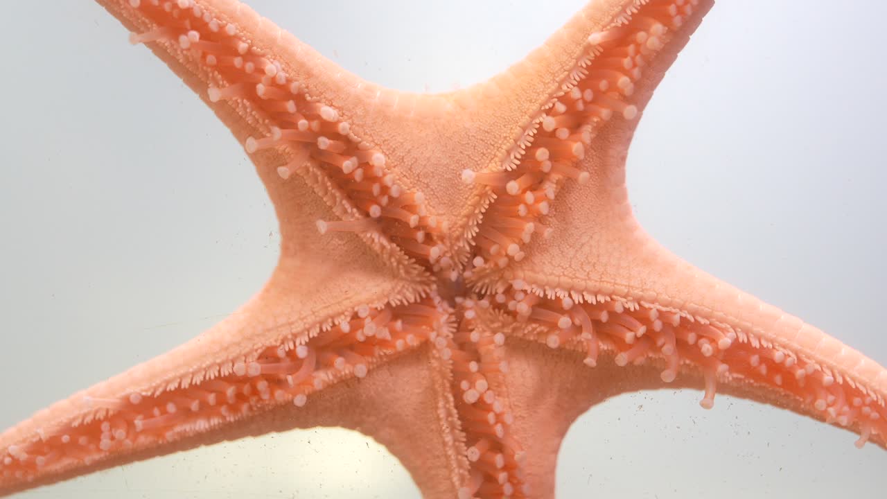 Primo piano di una stella marina