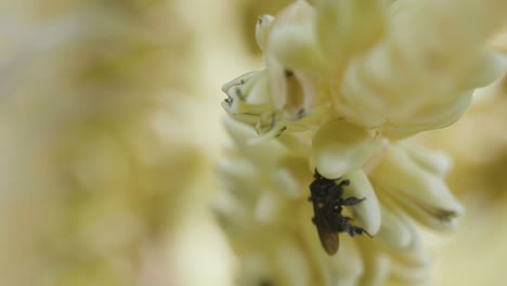 macro close up of small bees pollinating the tiny flowers on a coconut palm tree on a bright summer day in brazil in slow motion