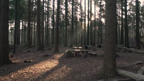 rustic picnic spot in a forest