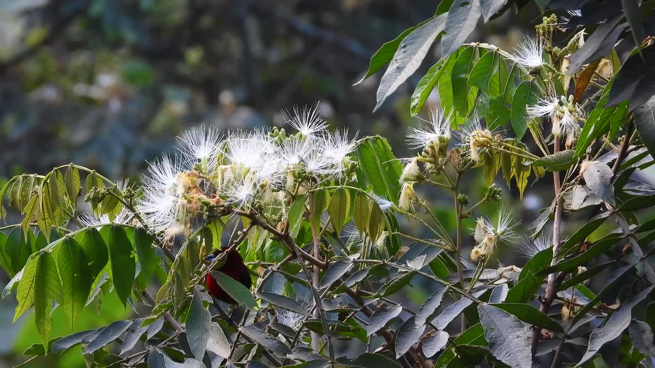 el macho de tanager de espalda carmesí en el árbol exuberante, la vega, colombia