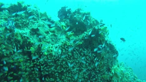 escuela de peces amarillos brillantes en raja ampat, indonesia