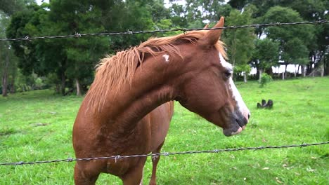 Ein-Pferd-Auf-Freiem-Feld,-Das-Im-Sommer-In-Brasilien-Grassu-Frisst