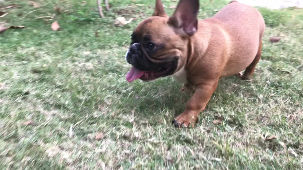 French bulldog walking
