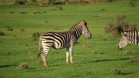 Bewegte-Kameraaufnahme-Eines-Einsamen-Zebras,-Das-Von-Einem-Anderen-Angestoßen-Und-Dann-Verjagt-Wird,-Um-Seine-Dominanz-Zu-Behaupten