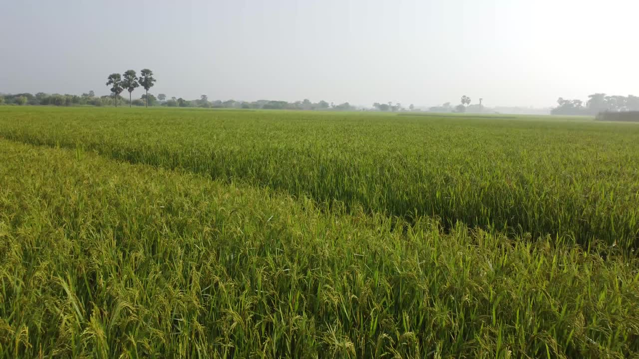 Drone footage of the village's paddy fields