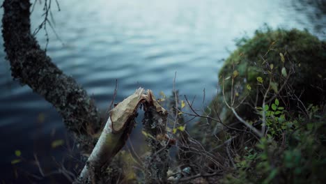 Gebrochener-Ast-Mit-Wasser-Im-Hintergrund