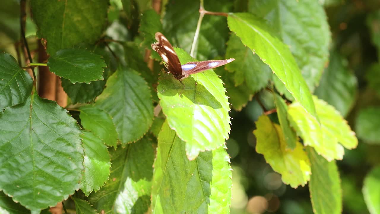 홍콩 의 잎 에 앉아 있는 나비