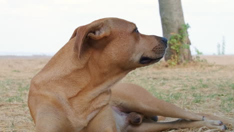 sleepy brown male dog yawning while lying on the ground