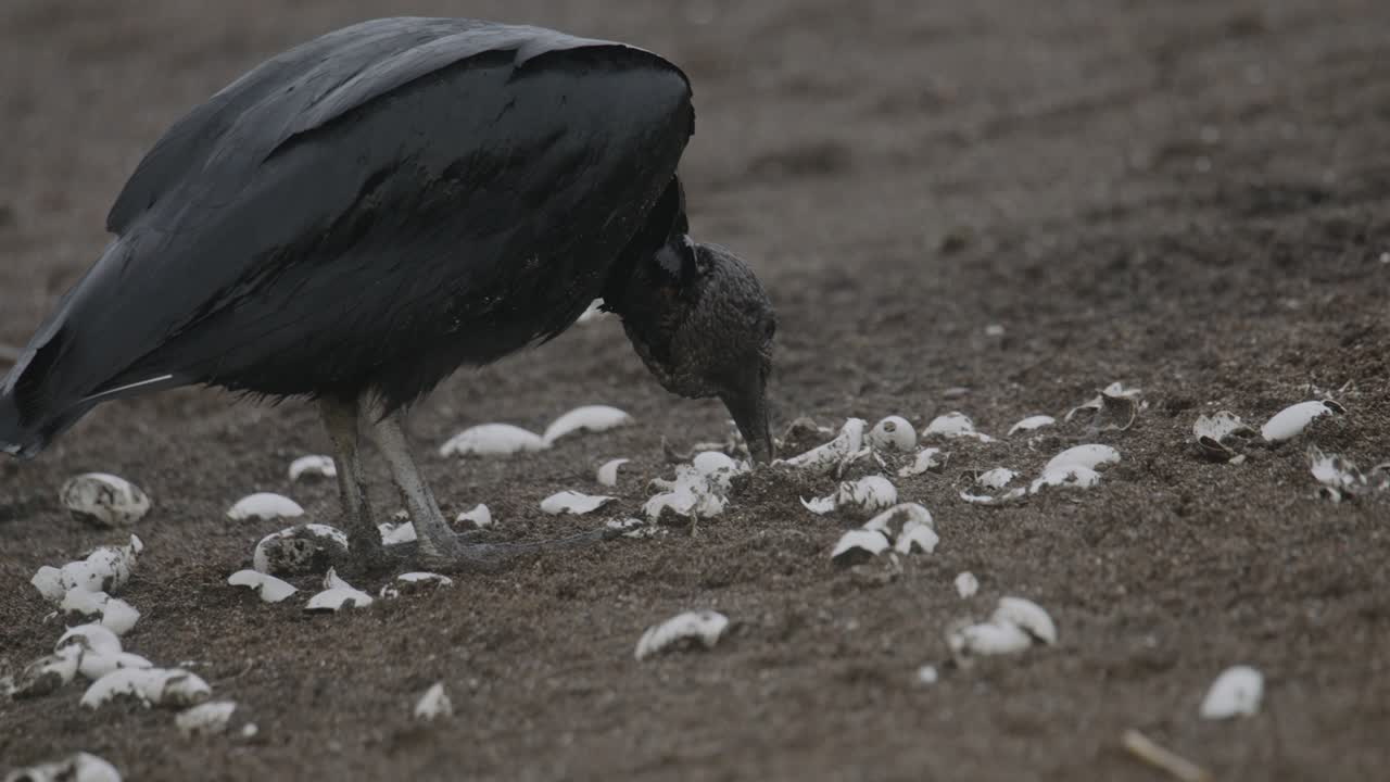 Black vulture scavenger eats baby sea turtle hatchlings on sandy Costa Rica beach