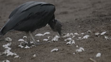 black vulture scavenger eats baby sea turtle hatchlings on sandy costa rica beach