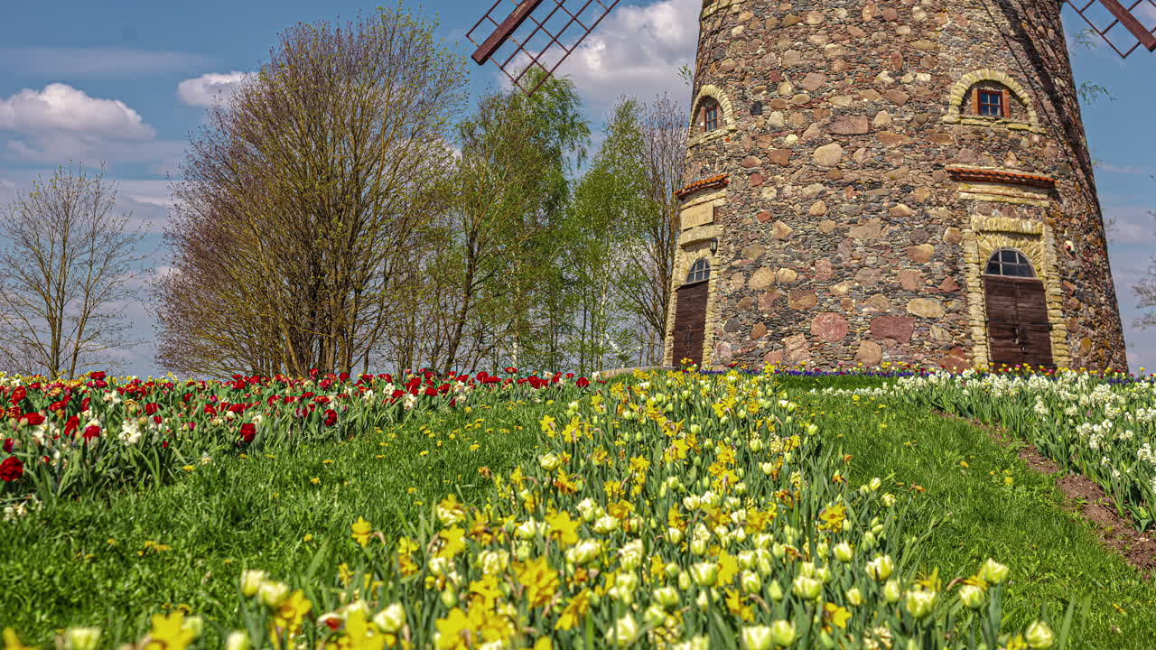 Shot of colorful red, yellow and white daffodils with windmill in the background near Keukenhof, The Netherlands on a sunny day