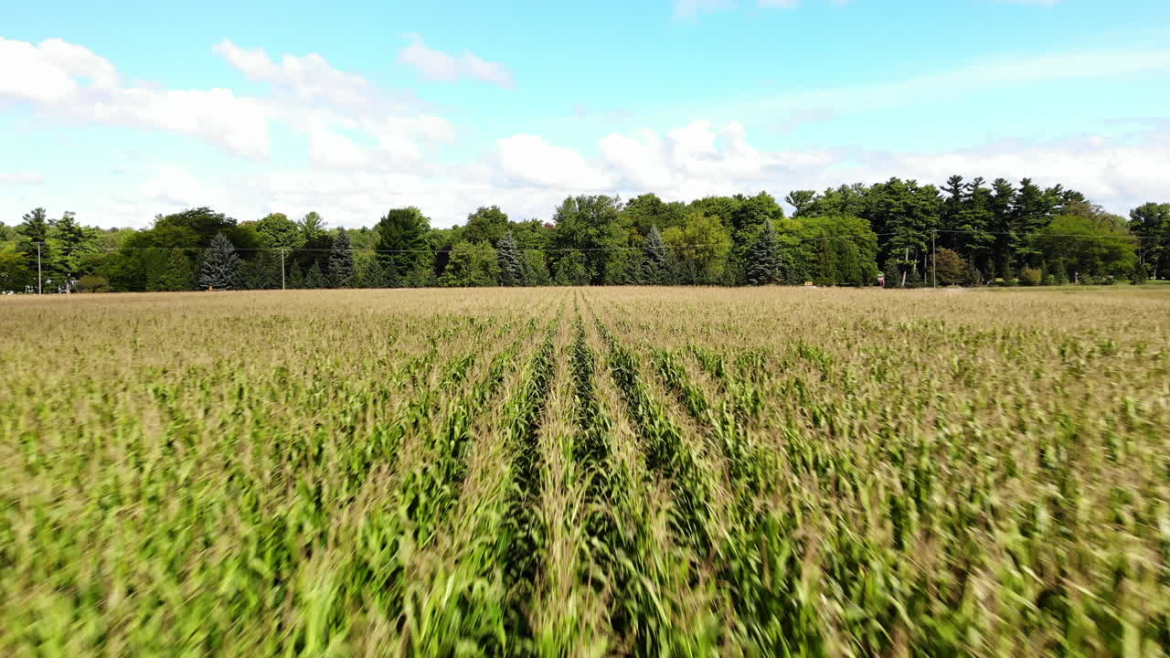 Drone footage over corn fields with car driving in background