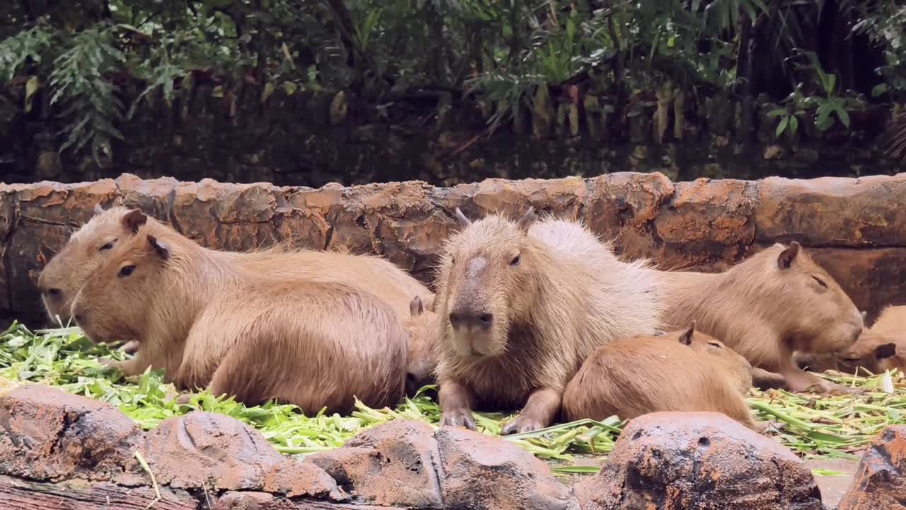 capíbaras en un recinto del zoológico