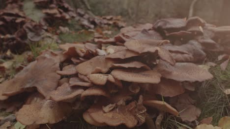 Dolly-out-of-beautiful-group-of-Honey-Fungus-Mushroom-in-forest-at-sunrise