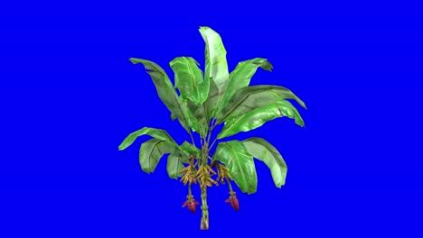 3d banana plant with wind effect on blue screen 3d animation. you can easily key out (remove) the blue screen with just one click using any video editor.